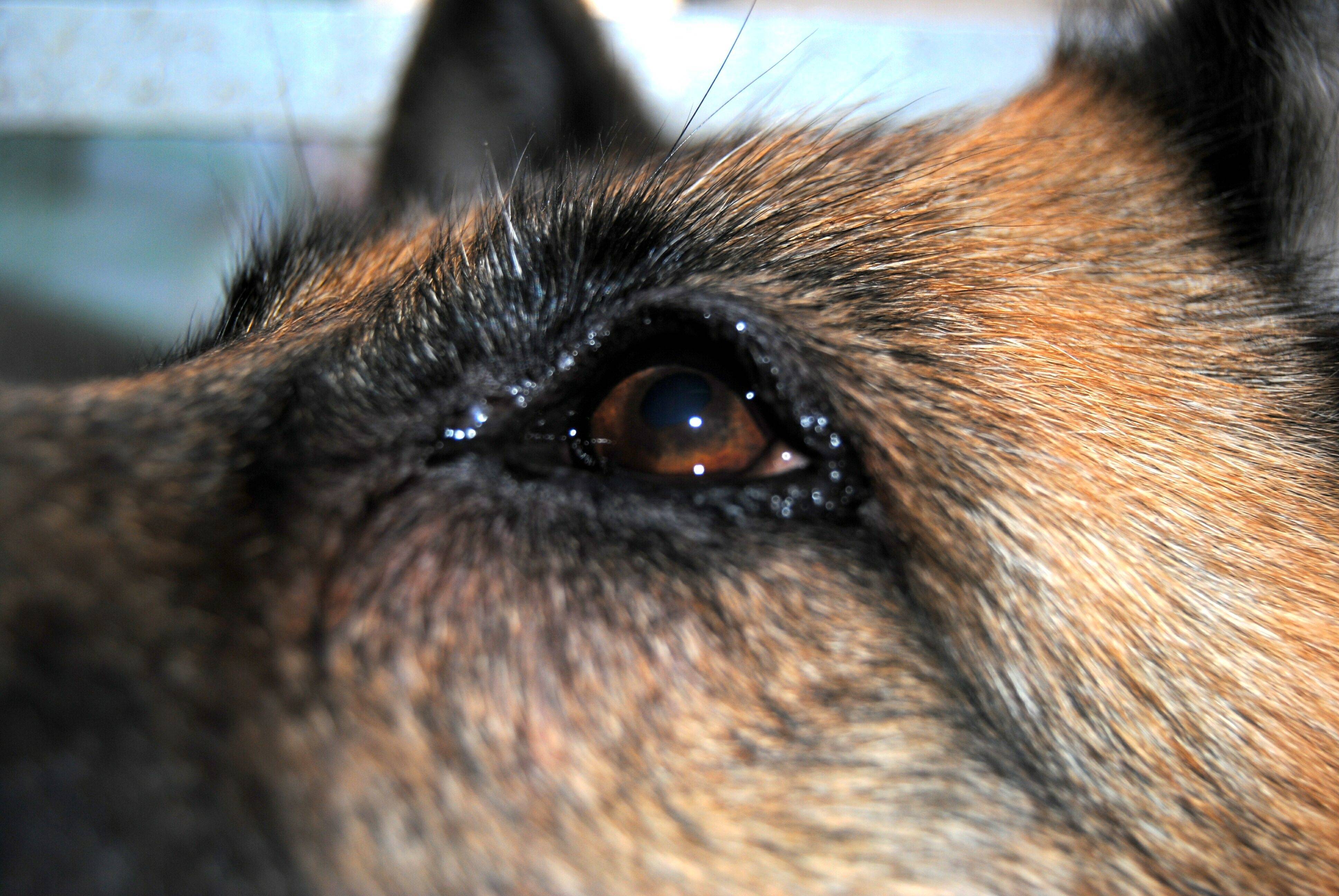 Могут ли собаки плакать от боли и грусти: что такое собачьи слезы, причины слез