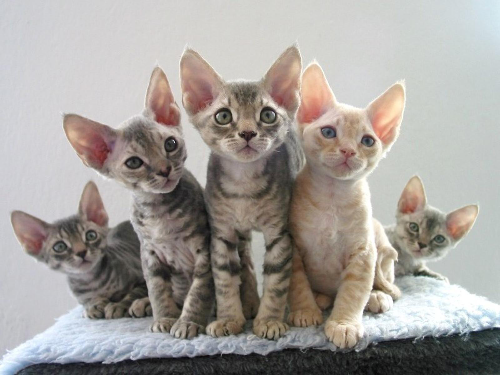 Гипоаллергенные кошки для аллергиков