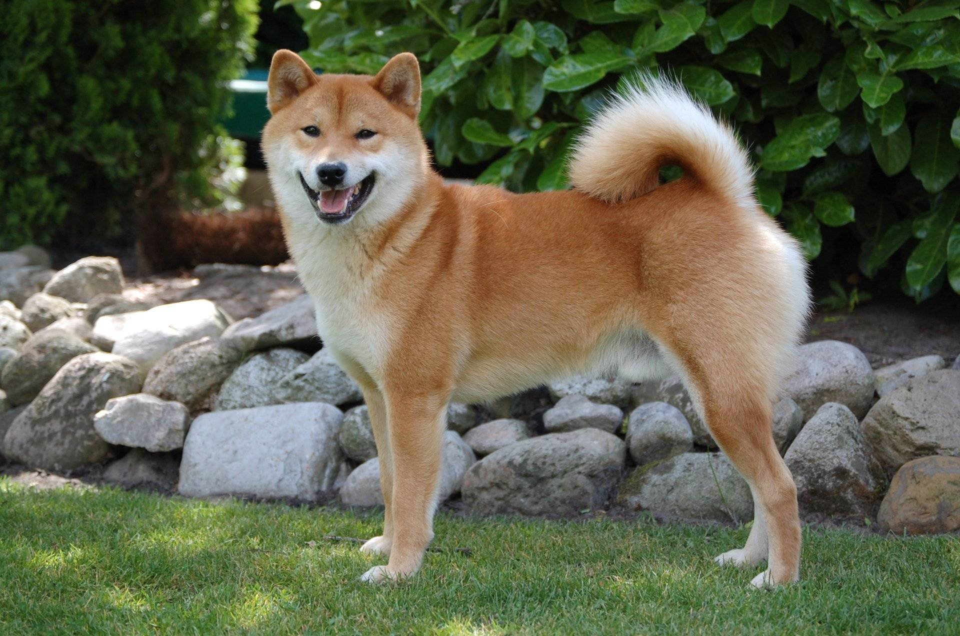 Хоккайдо (айну-кен): описание японской породы собаки с фото и видео
