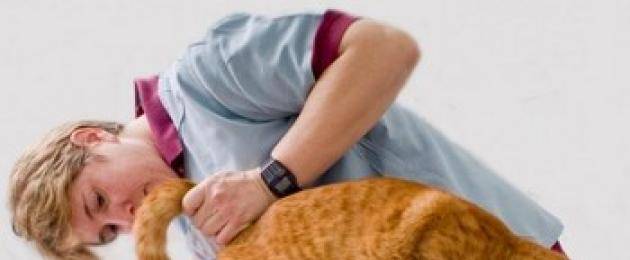 Запор у кошек - симптомы, причины, лечение в домашних условиях и у специалистов