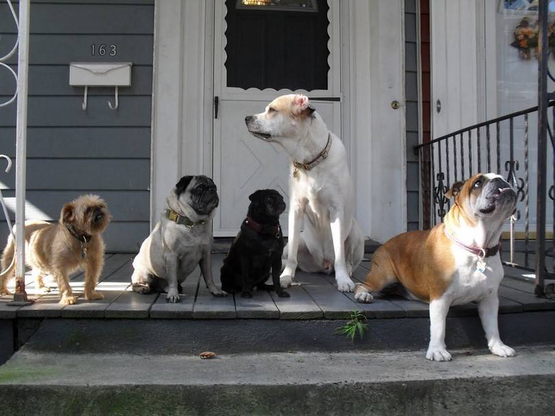 Верные собаки компаньоны: 26 уникальных пород