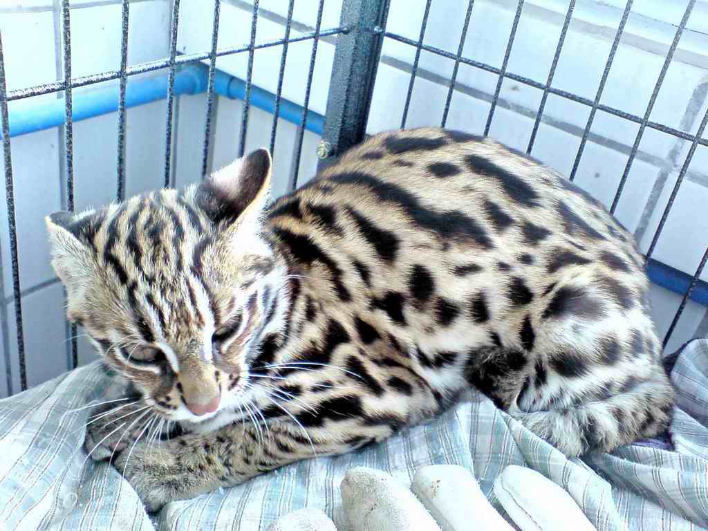 Азиатская леопардовая кошка – описание вида, фото, условия содержания.