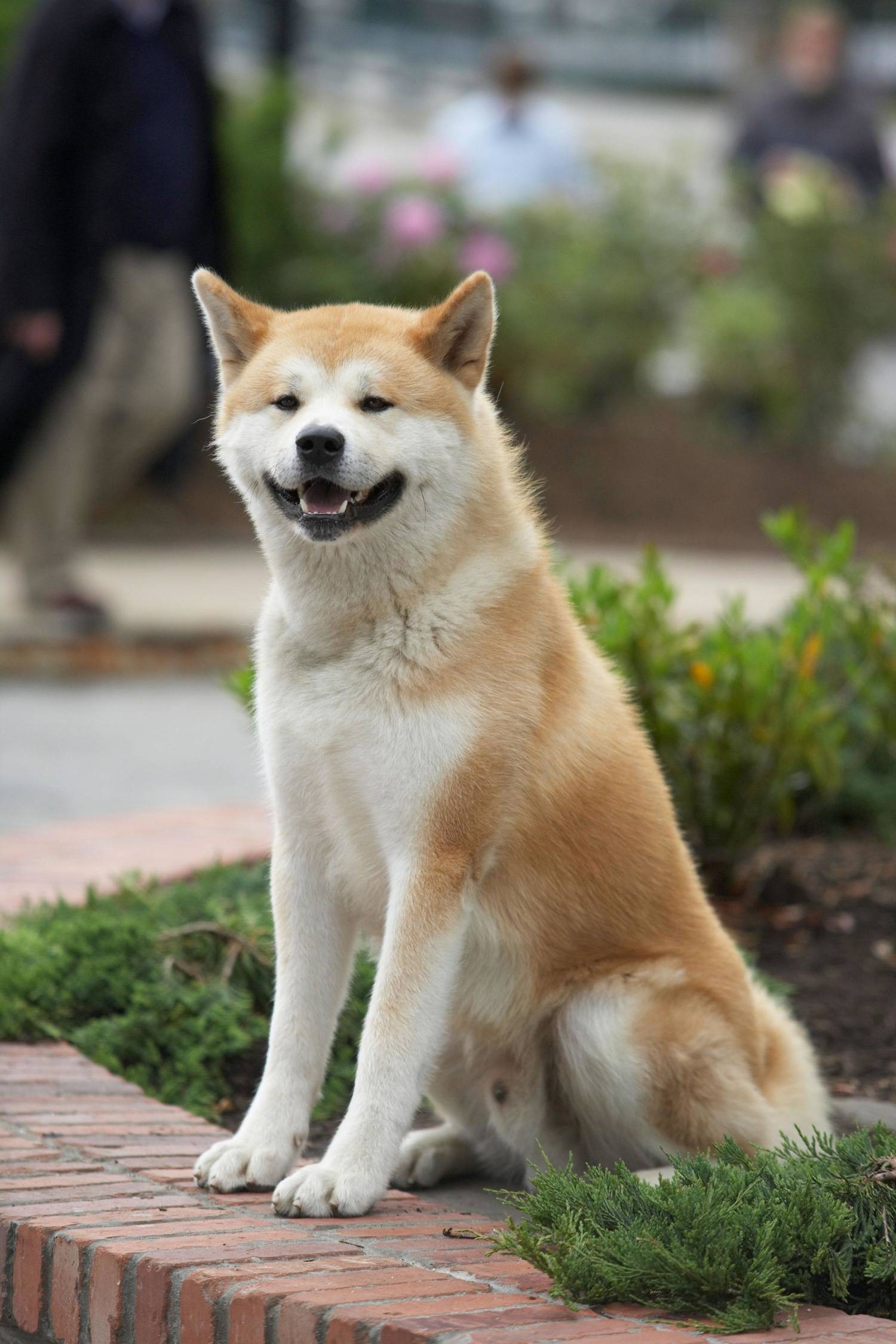 Порода собаки из фильма хатико: фото и описание