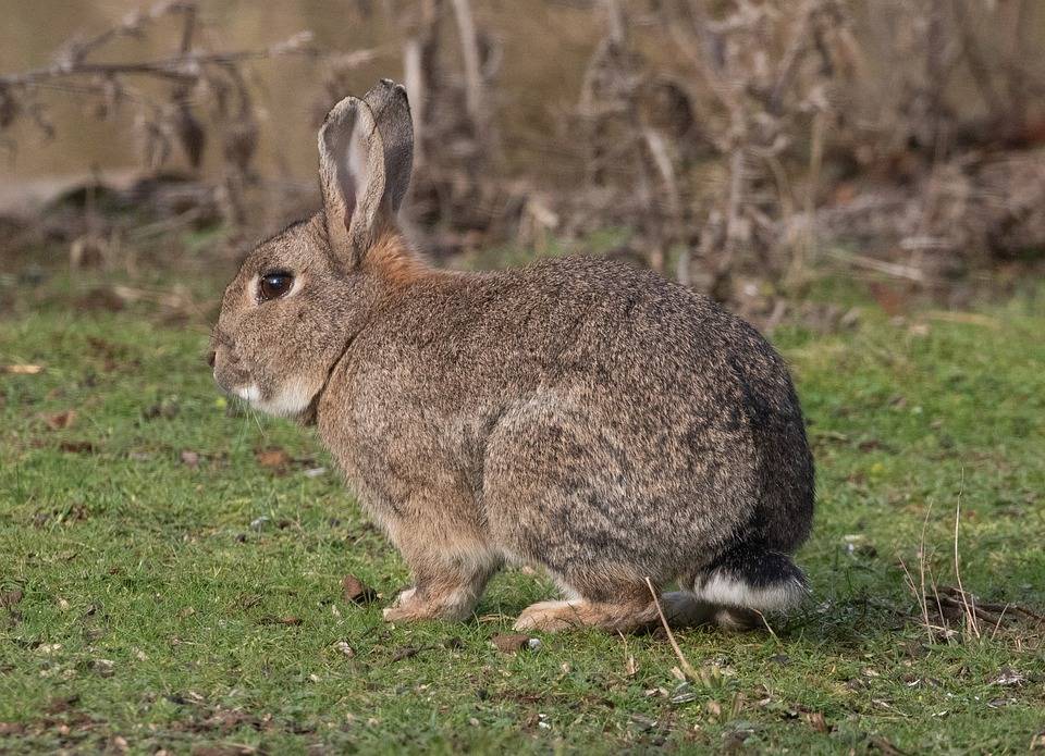 Кролик — это дикое или домашнее животного: где они обитают в россии