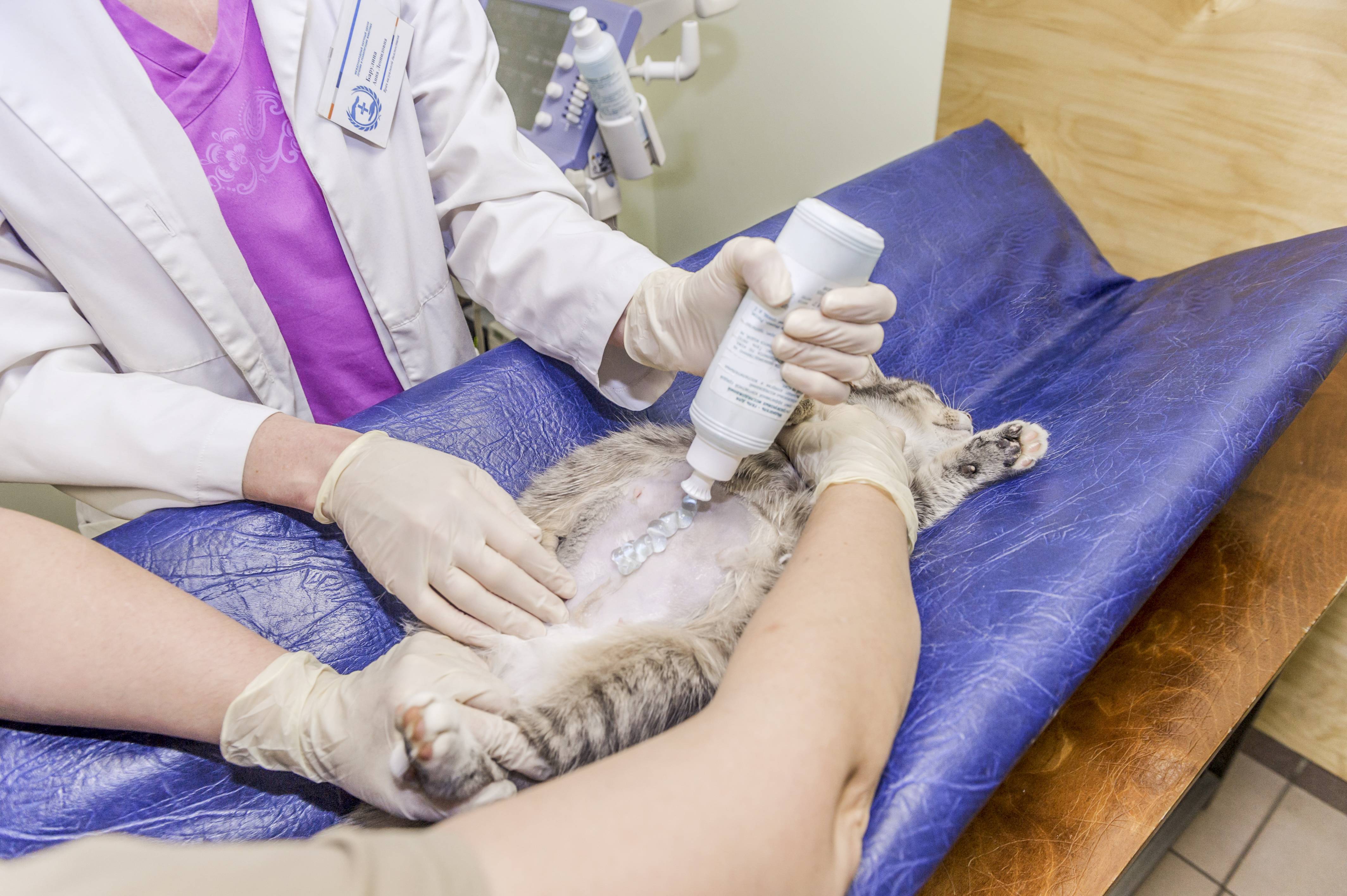 Узи для животных – ветеринарные клиники ушихвост, полный спектр услуг для животных.