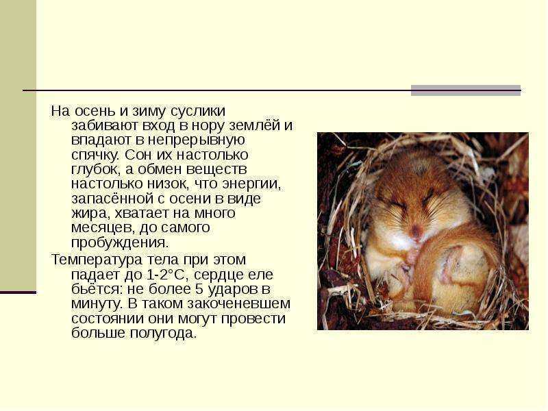 Впадают ли джунгарики в спячку?
: полезные советы
: животные
: subscribe.ru