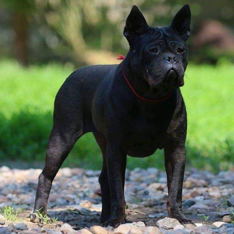 Чунцин собака: история породы и требования к содержанию китайских бульдогов