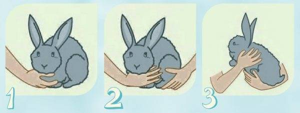Можно ли поднимать кроликов за уши