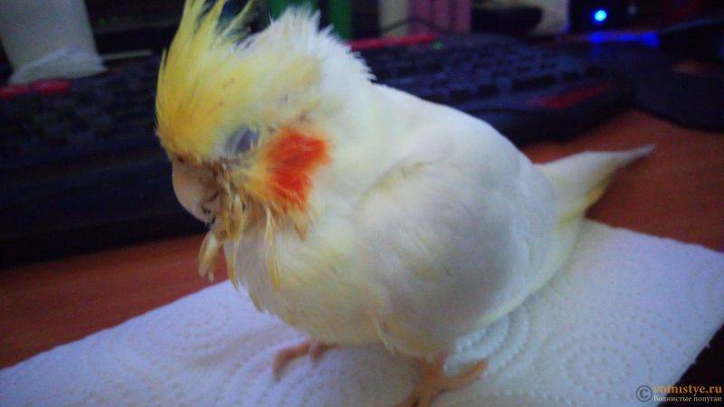 Понос у домашнего попугая: признаки, профилактика, чем лечить, к кому обратиться