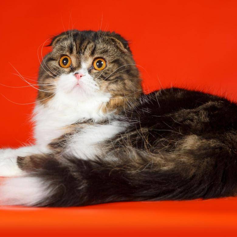 Шотландская вислоухая кошка – описание, характер, фото