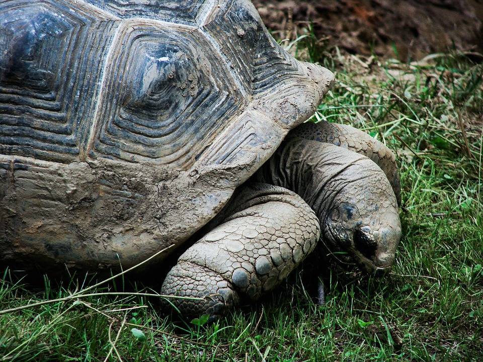Продолжительности жизни черепах в домашних условиях и в дикой природе