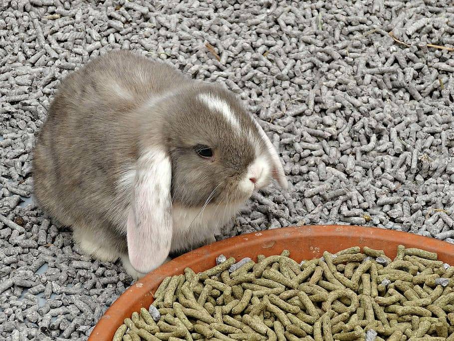 Какое зерно можно давать кроликам