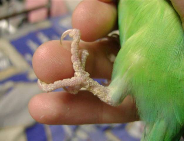 Как лечить стерностомоз у попугаев: карантин и медикаменты