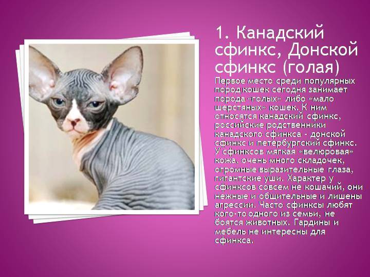 Донской сфинкс: кошки и коты