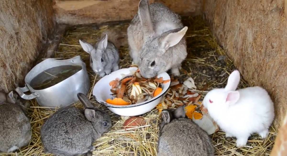 Чем кормить кроликов
