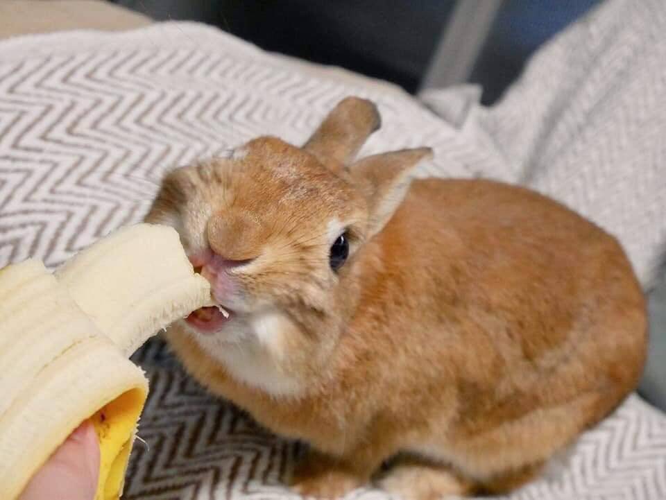 Можно ли давать кроликам банан и его кожуру?