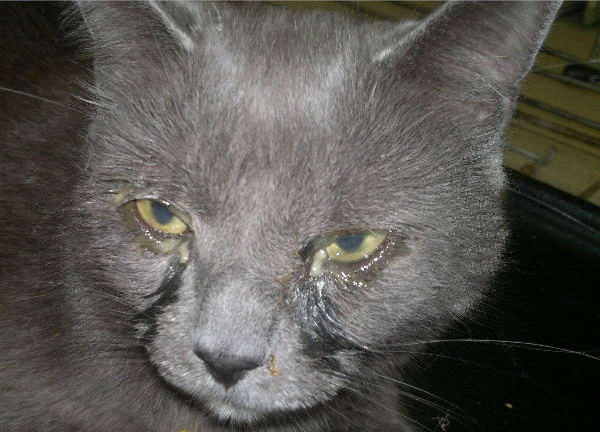 Болезни глаз у кошек и котов: воспаления, нагноения и другие проблемы, что делать, если у кошки что-то с глазом