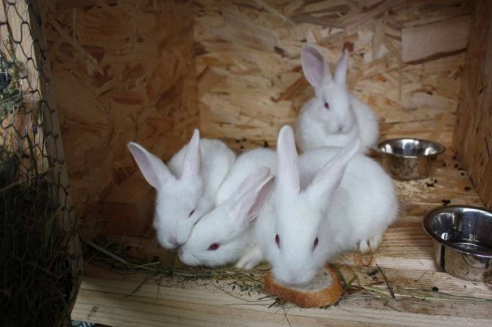 Кролик белый паннон: описание породы, разведение, фото