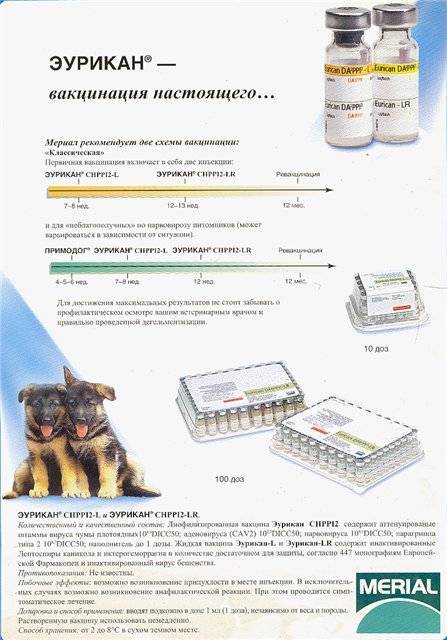 Прививка эурикан для собак: основные особенности и инструкция по применению вакцины
