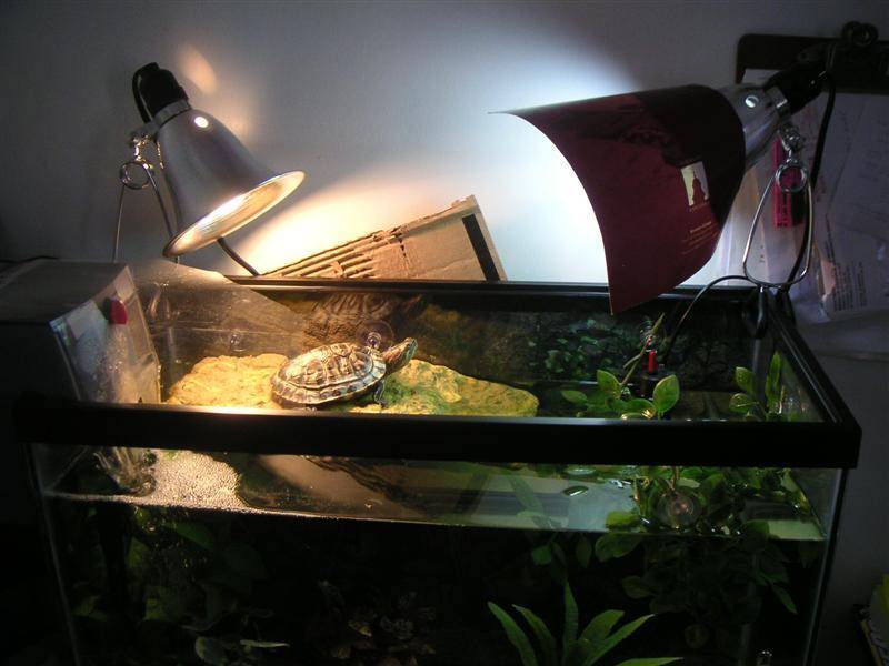 Ультрафиолетовые лампы для красноухих черепах. УФ лампа для красноухой черепахи. Лампа для аквариума черепахи красноухой. УФ лампа для черепах красноухих. Лампочка в аквариум для красноухой черепахи.