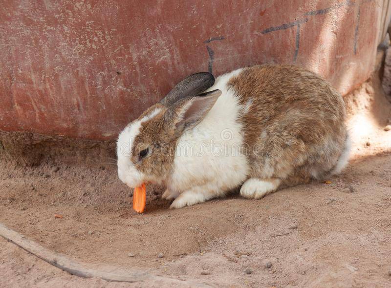 Можно ли давать кроликам морковь и морковную ботву: польза продукта и основные правила кормления