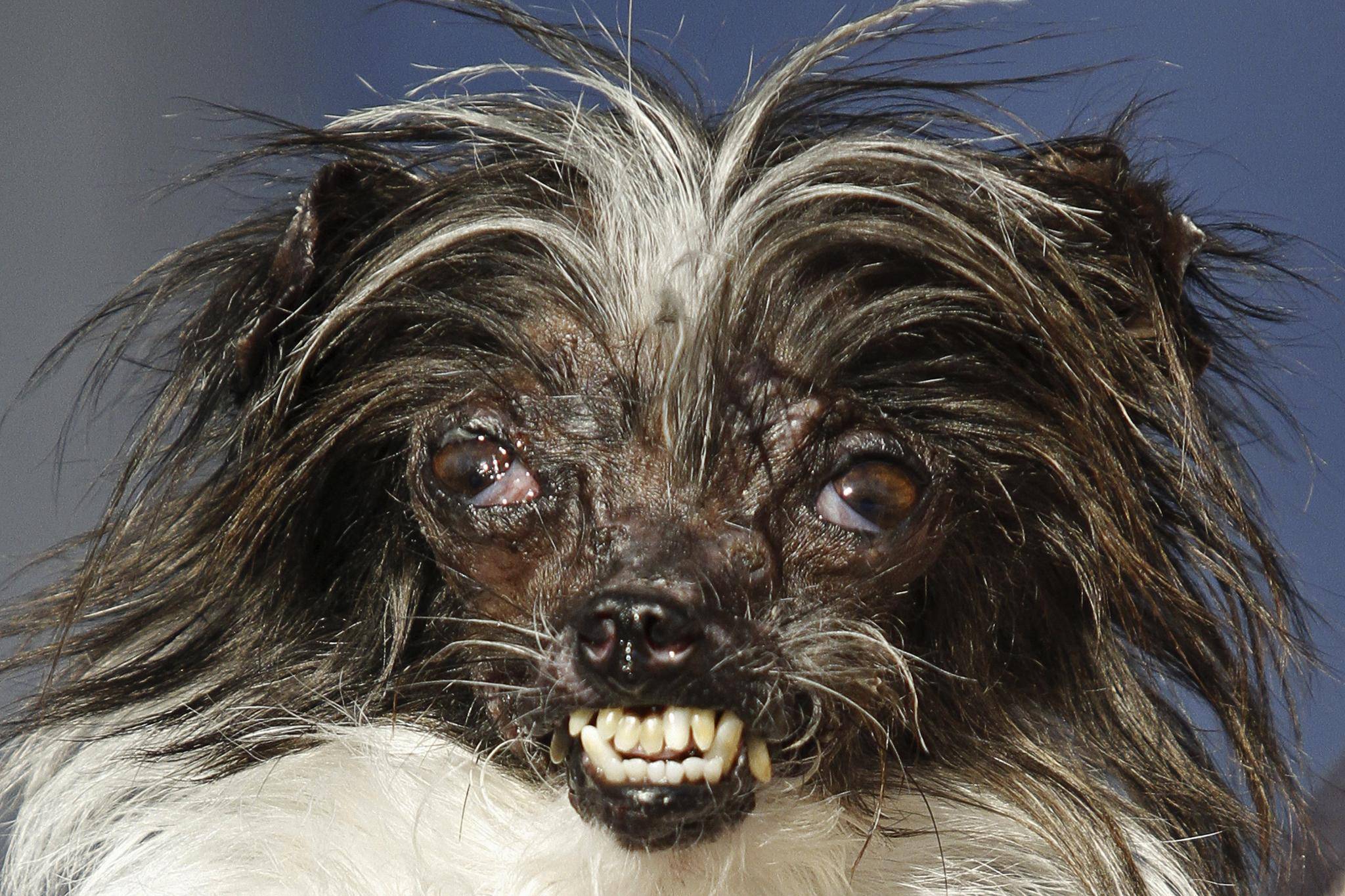 10 самых страшных пород собак в мире (фото)