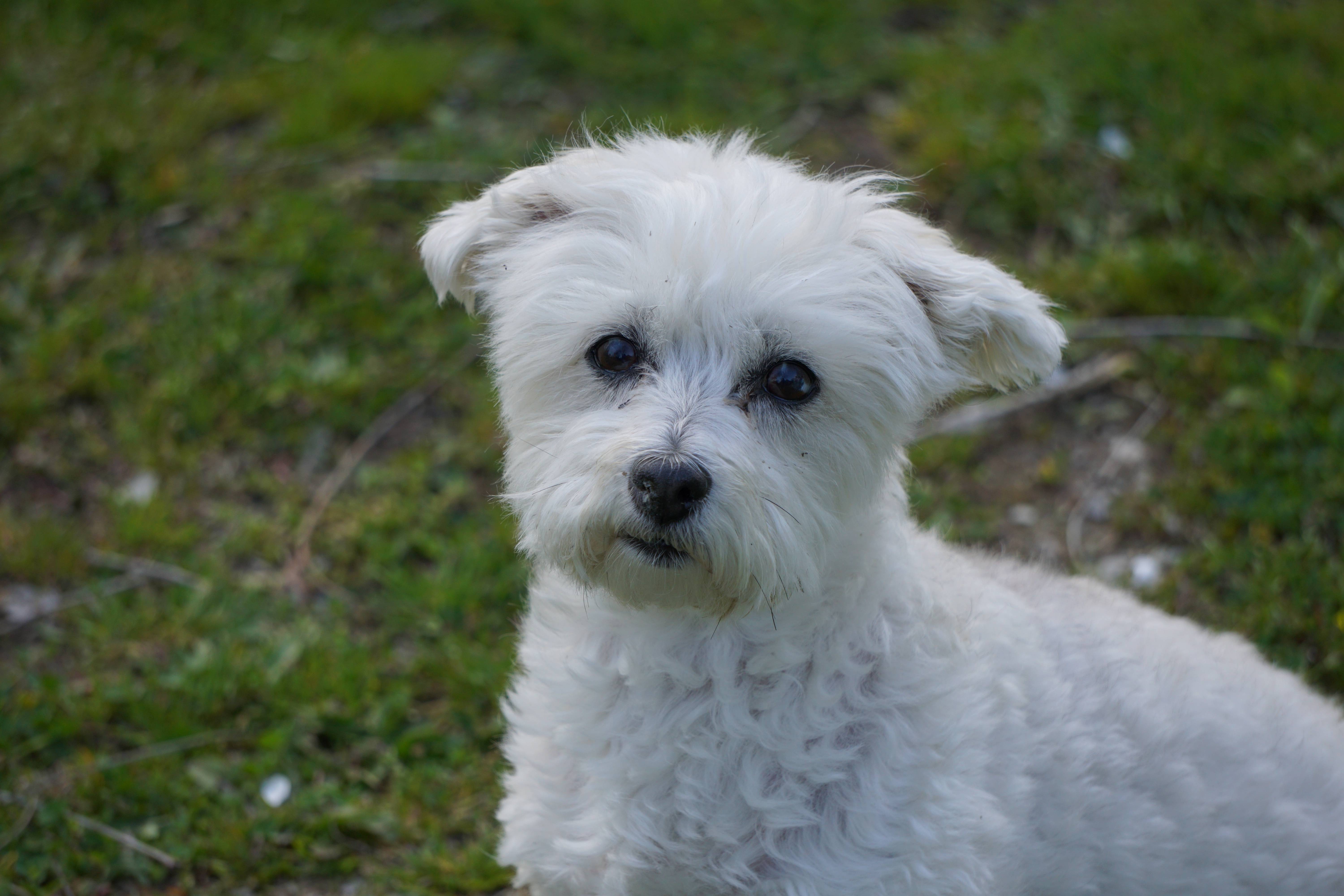 Белые породы собак — список с фото и названиями