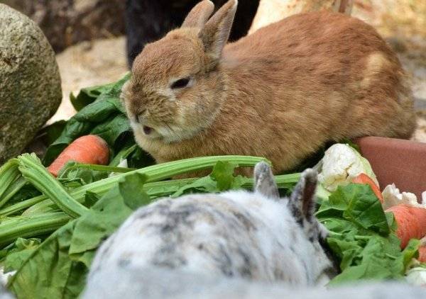 Ботва моркови кроликам: можно ли давать и как правильно кормить ею питомцев?