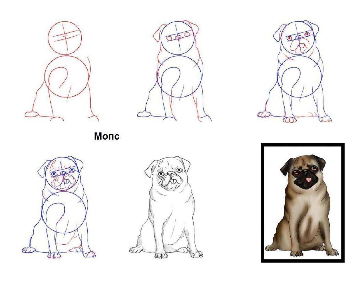 Покажи как нарисовать собаку. Как рисовать собаку. Как нарисовать МОПСА поэтапно. Мопс пошагово рисунок. Рисунок собаки поэтапно.