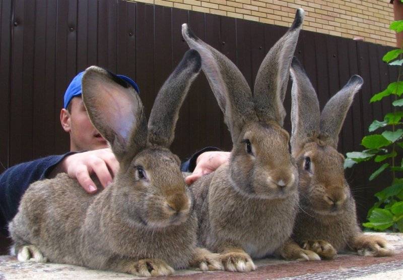 Кролики ризен: описание породы, фото, содержание, разведение