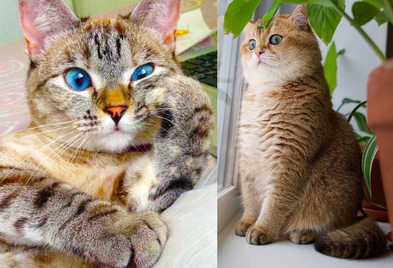 Самые знаменитые коты, которые покорили интернет - zefirka