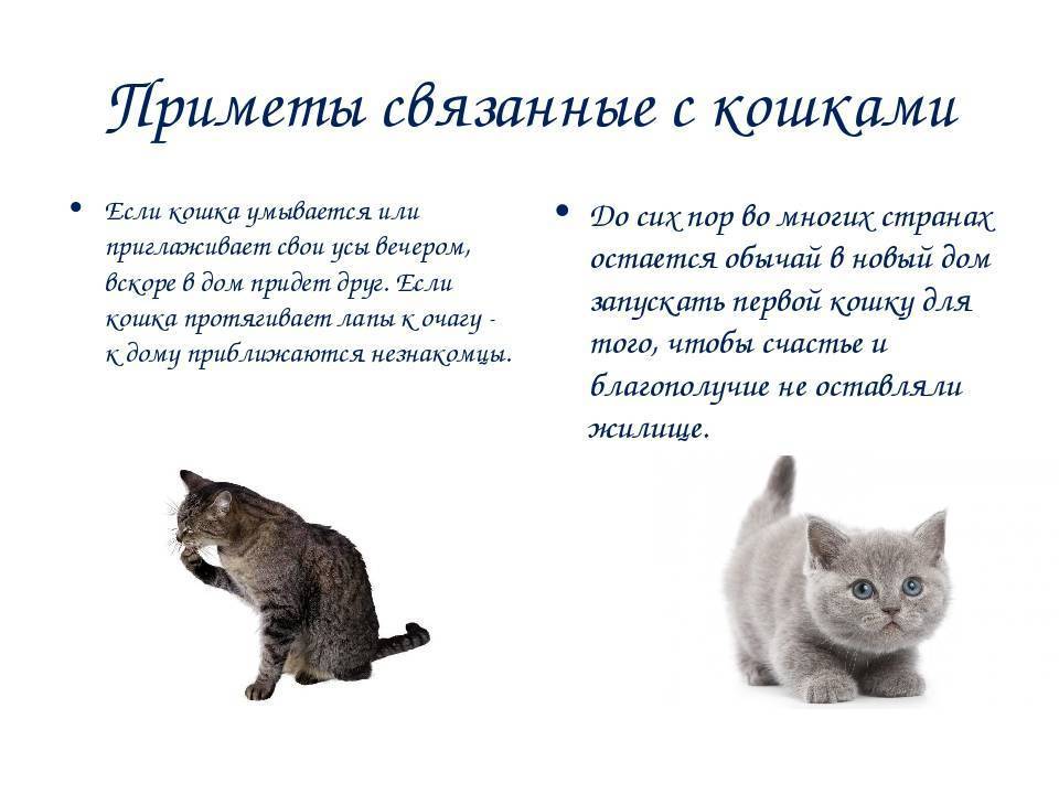 Кошка в доме: приметы и поверья, это хорошо или плохо