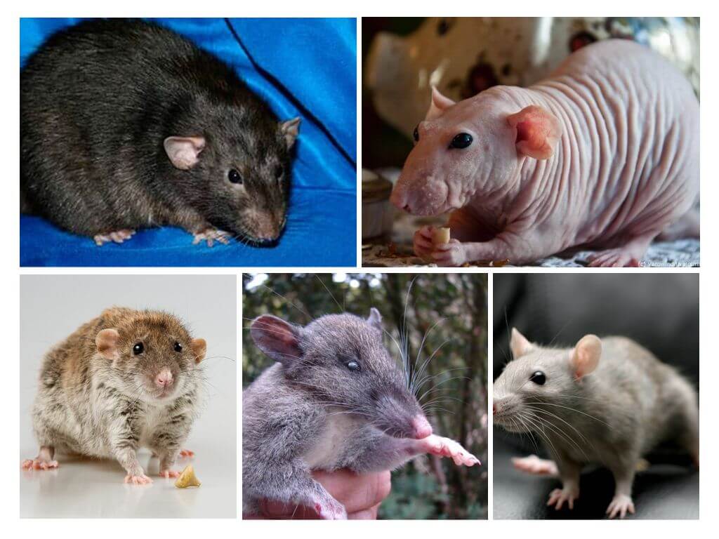 Декоративная крыса: описание, виды и содержание в домашних условиях