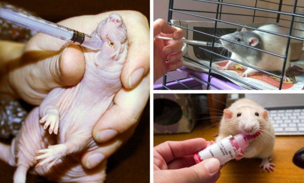 Микоплазмоз у крыс: симптомы, лечение и профилактика