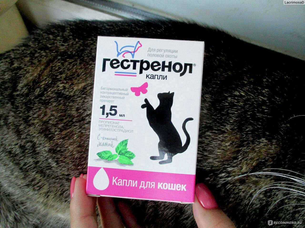 Кот баюн — растительные контрацептивы для кошек и собак
