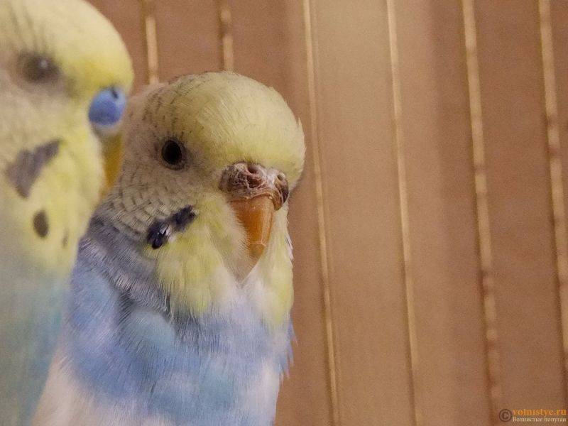 Болезни восковицы у волнистого попугая