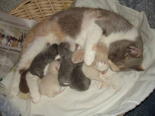 Больничный при коронавирусе