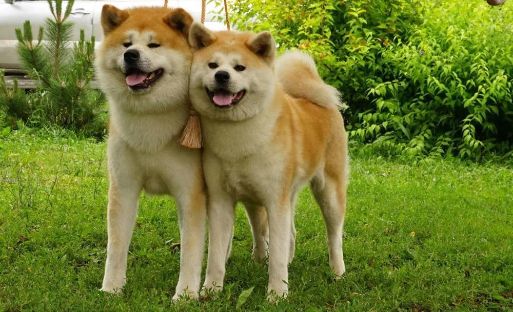 Японские породы собак: обзор всех представителей (+ фото)