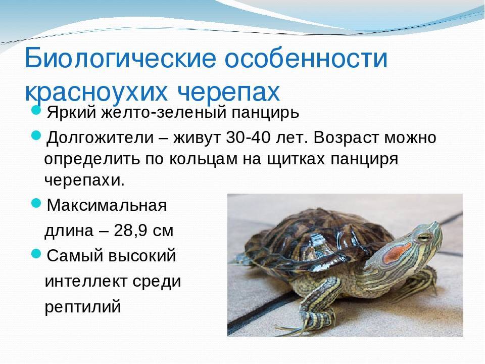 Тимпания желудка у водных черепах