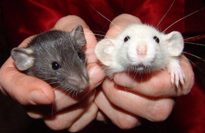 Новорожденные крысята — развитие, уход и кормление детенышей крыс