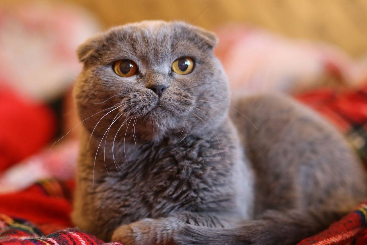 Шотландская вислоухая кошка – описание, характер, фото