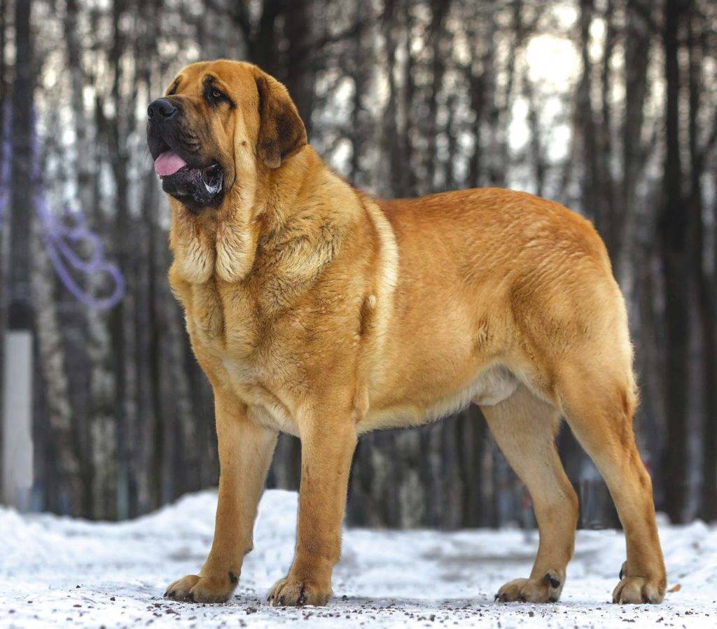 Топ-10: самые большие породы собак в мире с фото