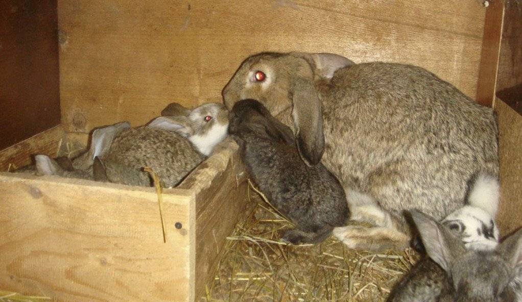В каком возрасте можно спаривать кроликов: особенности половой зрелости, как правильно это делать