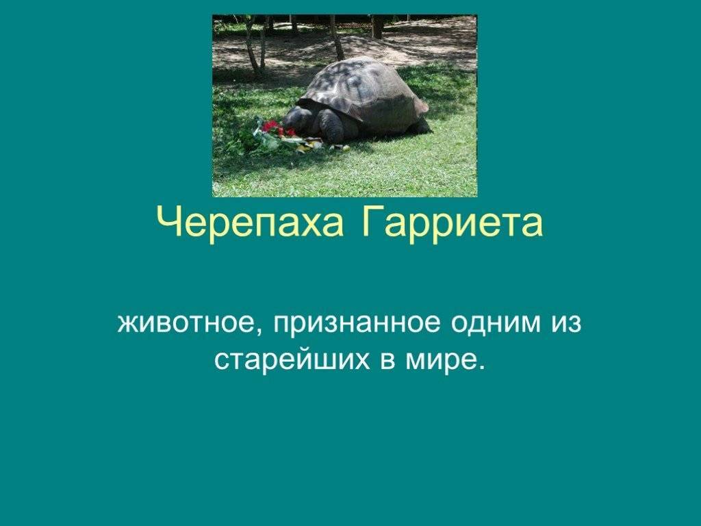 Черепаха гариетта википедия