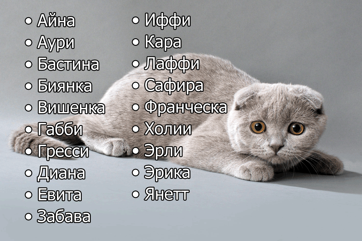 Как назвать кошку: самые оригинальные имена на 2021 год