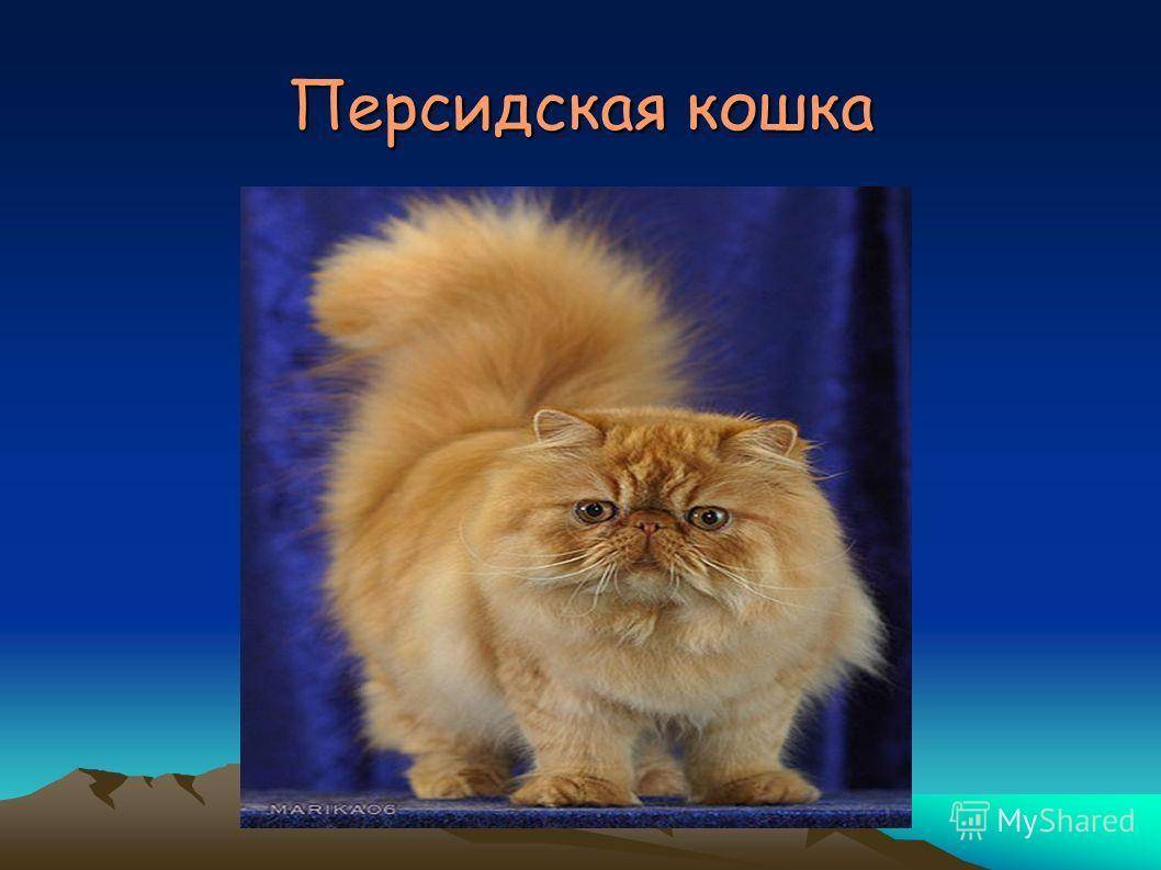 Персидская кошка: фото, характер и сколько живет в домашних условиях