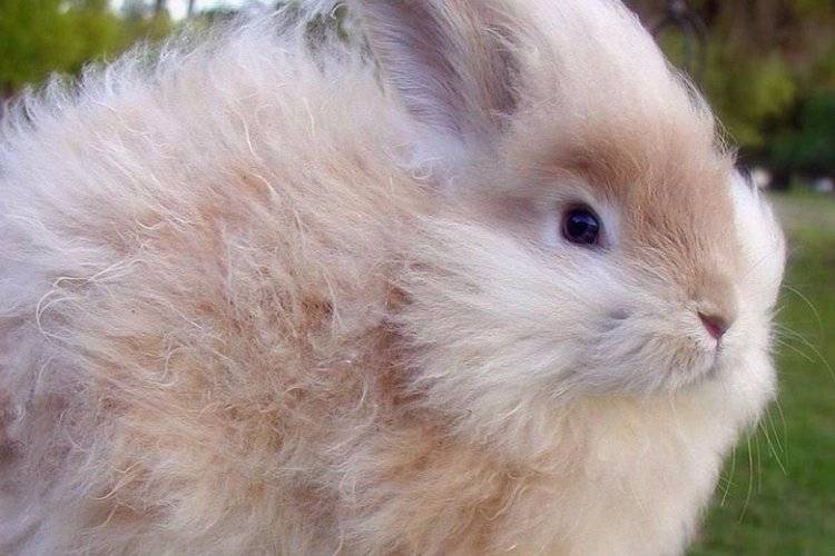 Ангорский кролик: самый пушистый декоративный кролик