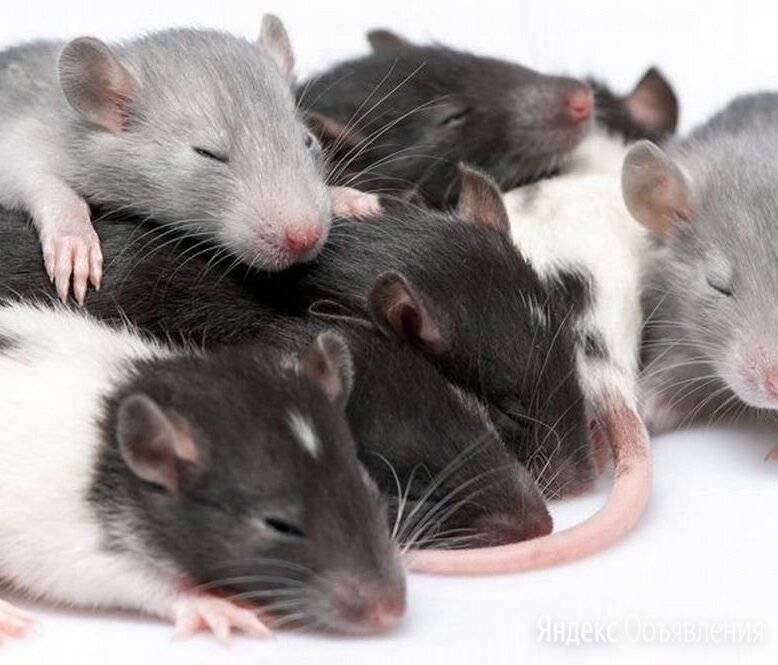 Поведение диких крыс | cell biology.ru