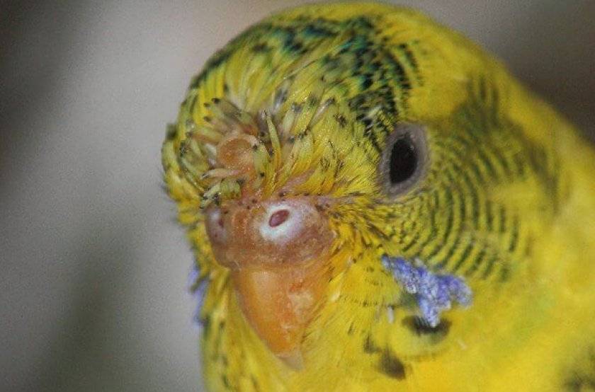 Болезни волнистых попугаев: причины, симптомы и их лечение в домашних условиях