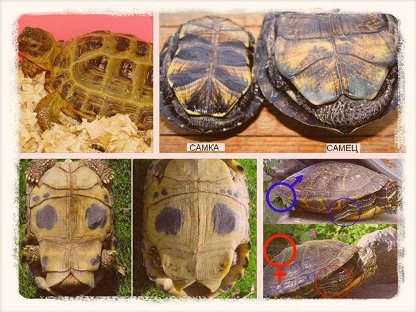 Как определить пол красноухой черепахи: отличаем мальчиков от девочек